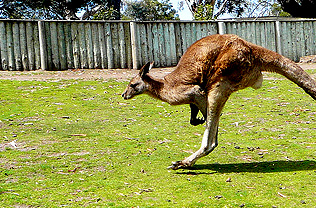 Tasmania, Australia